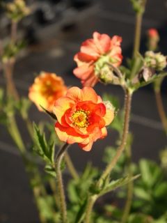 Genêt 'Lena'