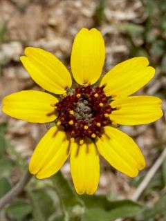 Goutte de chocolat, Chocolate Daisy