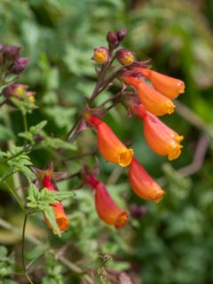 Bignine du Chili 'Anglia Hybrids mixed'