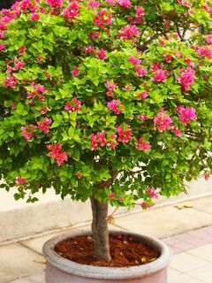 Bougainvillier 'Mini Thaï'