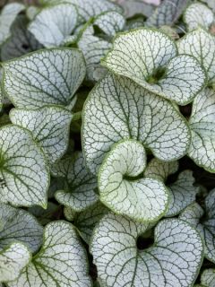 Brunnera macrophylla Jack of Diamonds - Myosotis du Caucase