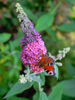 Arbre aux papillons 'Flower Power Bicolor'