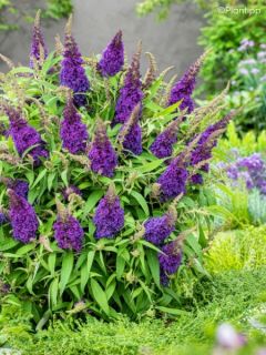 Buddleja davidii Butterfly Little Purple - Arbre aux papillons nain pourpre