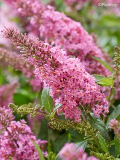 Buddleja davidii Butterfly Little Pink - Arbre aux papillons nain rose