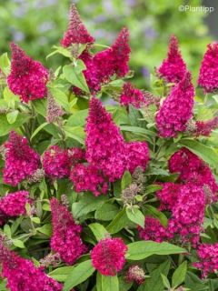 Buddleja davidii Butterfly Little Ruby - Arbre aux papillons nain rouge