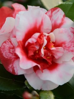 Camélia Midnight Variegated - Camellia japonica