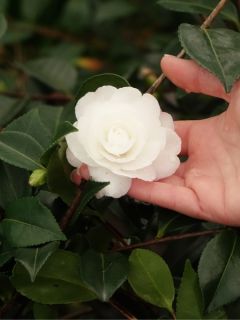 Camélia d'automne 'Early Pearly'