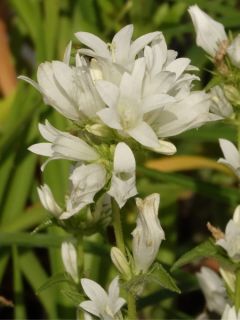 Campanule à bouquets 'Alba'