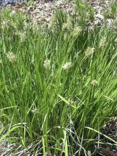 Carex acutiformis - Fausse laîche aigüe