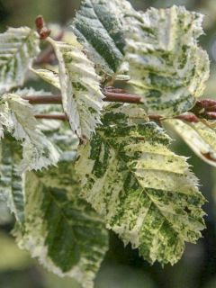 Charme commun 'Pendula'