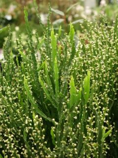 Baccharis genistelloides - Bacchante parfumée