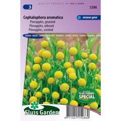 Cephalophora aromatica Pineapples Cephalophora aromatica Pineapples