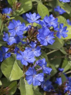 Plumbago de Chine