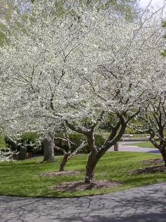 Gainier du Canada 'Royal White'