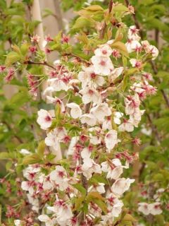 Cerisier à grappes 'Umineko'