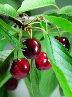 Cerisier nain Cherry Baby