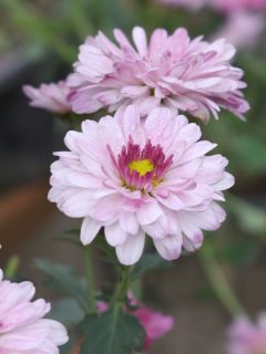Chrysanth&egrave;me des jardins Julia - Chrysanthemum (x) indicum