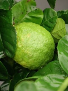 Citronnier de Syracuse