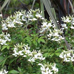 Cleome Senorita Blanca - Cléome blanc pur