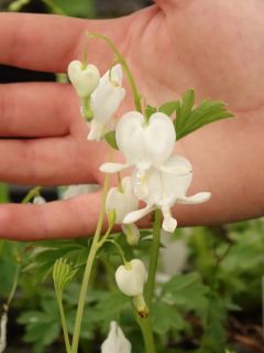 Coeur de Marie 'Alba'