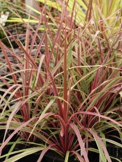 Cordyline Can Can