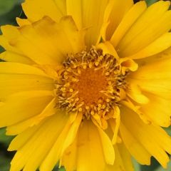 Coreopsis grandiflora 'Early Sunrise'