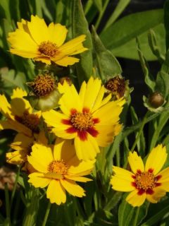 Oeil de jeune fille 'Baby Gold'