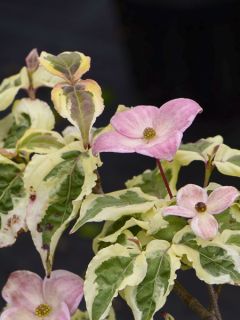 Cornouiller de Chine 'Akatsuki'