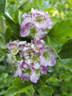 Aubépine, épine blanche 'Versicolor'