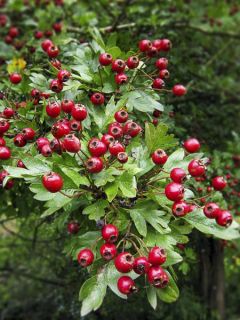 Aubépine, épine blanche 'Xanthocarpa'