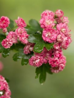Crataegus laevigata Rosea Flore Pleno - Aub&eacute;pine