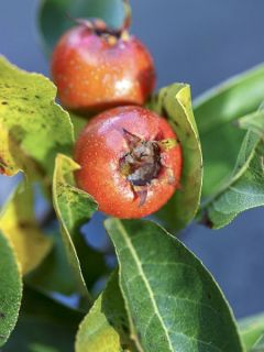 Néflier-aubépine grandiflora