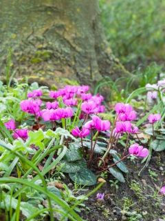 Cyclamen Coum rose