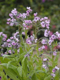 Langue de chien 'Mystery Rose'