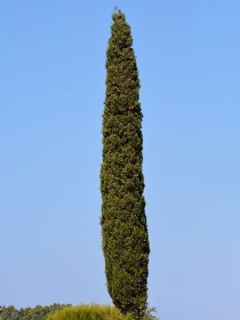 Cyprès de Provence - Cupressus sempervirens Pyramidalis