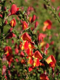 Benoîte 'Totally Tangerine'