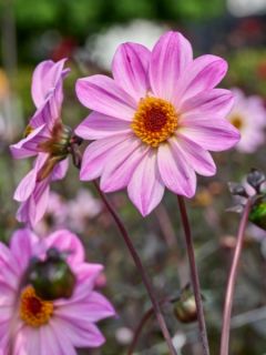 Dahlia Bishop of Leicester