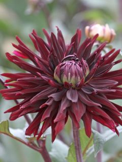 Dahlia Rip City