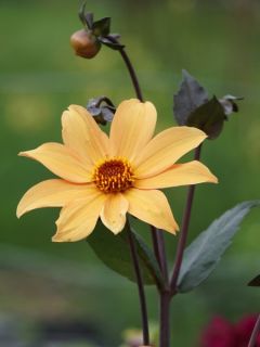 Dahlia Bishop of York