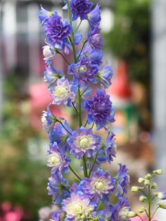 Pied d'Alouette elatum 'Highlander Bolero' Pied d'Alouette elatum 'Highlander Bolero'