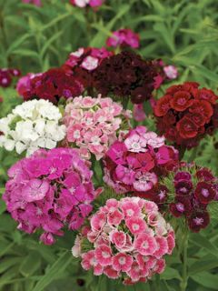 Œillet barbu, œillet du poète 'Etournelle Formula Mix' Œillet barbu, œillet du poète 'Etournelle Formula Mix'