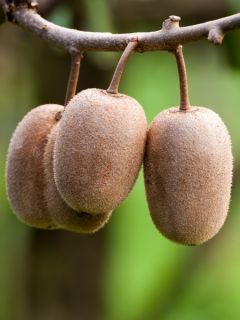Duo de kiwis jaunes Kiw'Happy (m&acirc;le et femelle)