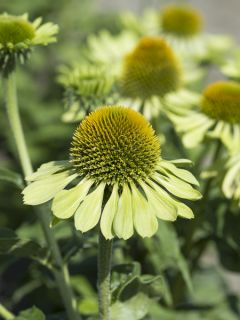 Rudbeckia pourpre 'Alan's Pride'