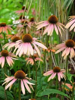 Rudbeckia pourpre 'Summer Cocktail'®