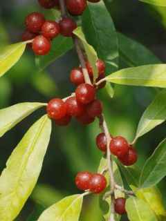 Elaeagnus umbellata Amoroso - Goumi du Japon
