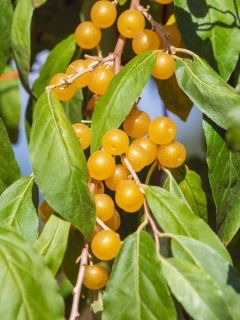 Elaeagnus umbellata Fortunella - Goumi du Japon