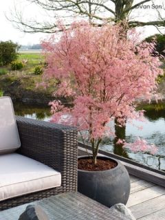 &Eacute;rable du Japon - Acer palmatum Emerald Lace