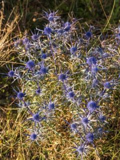 Eryngium Lapis Blue - Panicaut maritime
