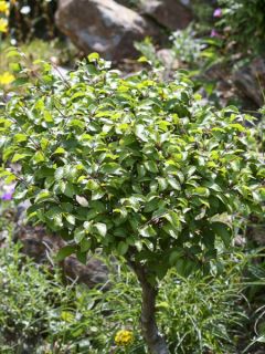 Hêtre commun 'Mercedes'