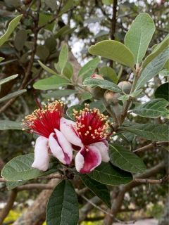 Goyavier de Montevideo 'Coolidge'